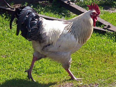 File:Rooster 1 AB.jpg - Wikipedia, the free encyclopedia