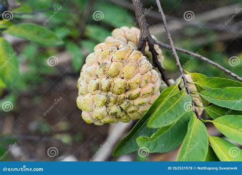 Custard Apple on the Custard Apple Tree Stock Photo - Image of plump, growth: 262531978