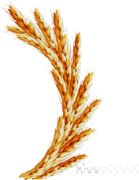 Download Golden Wheat Sheaves Vector | Wallpapers.com