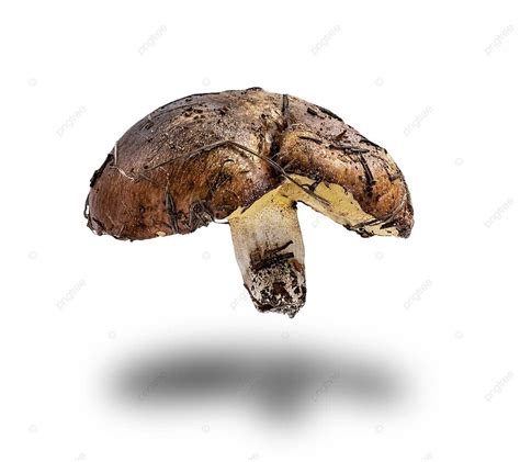 Forest Fresh Raw Edible Mushroom Suillus Luteus Luteus Background ...