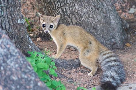 Ringtail Cat: The Cutest Member of the Racoon Family