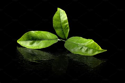 Green tea leaf containing tea, leaf, and green | Food Images ~ Creative Market