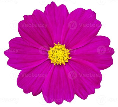 Purple cosmos flower isolated on white with clipping path 17725108 Stock Photo at Vecteezy