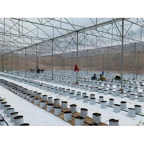 Poly House Greenhouse Size: Large at Best Price in Palghar | Hira Agrotech