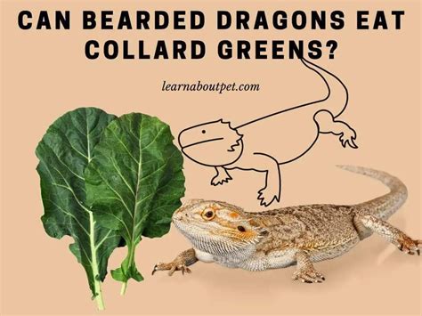 Can Bearded Dragons Eat Collard Greens? 9 Interesting Facts