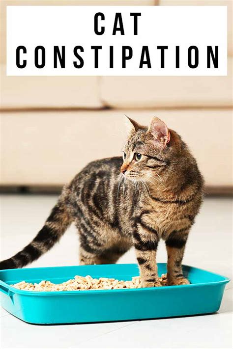 Cat Constipation - Causes, Risk Factors, And Remedies