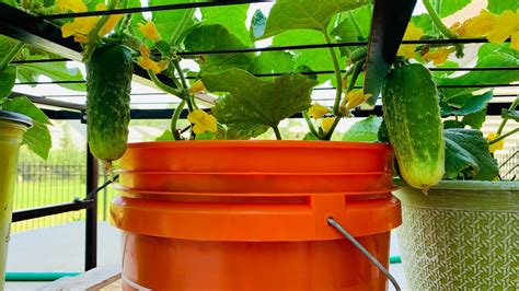 How To Grow Cucumbers Vertically In Greenhouse at Dolores Parker blog