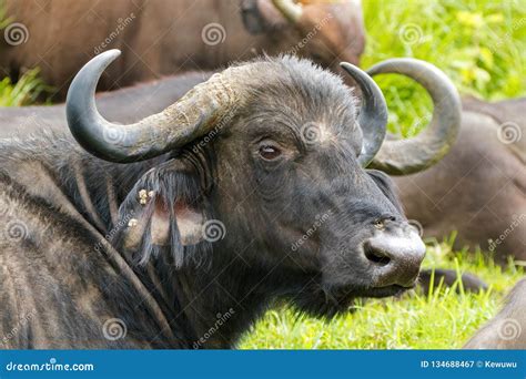 Cape Buffalo, African Buffalo with Beautiful Curvy Horns at Serengeti in Tanzania, East Africa ...