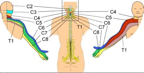 Dermatomes « ORTHOPEDIE POUR TOUS