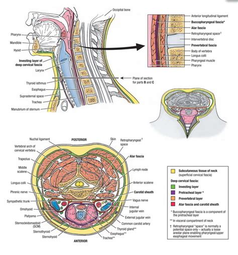 Superficial Fascia – Earth's Lab