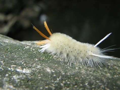 Furry Caterpillar Types and Identification Guide | HubPages