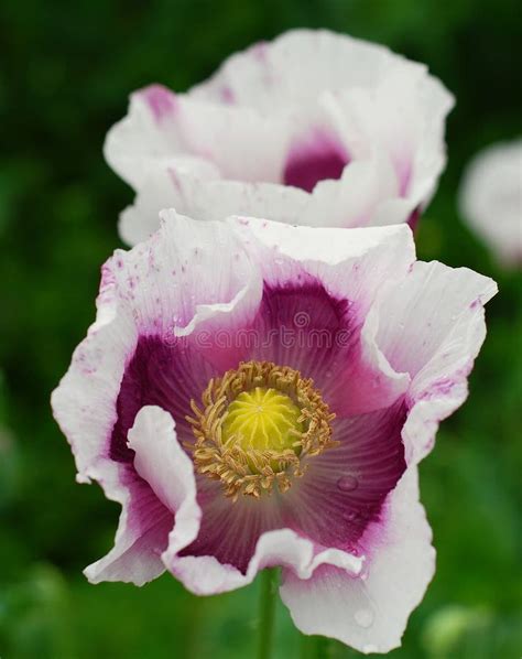 Field of opium poppy stock photo. Image of papaver, opium - 20117004