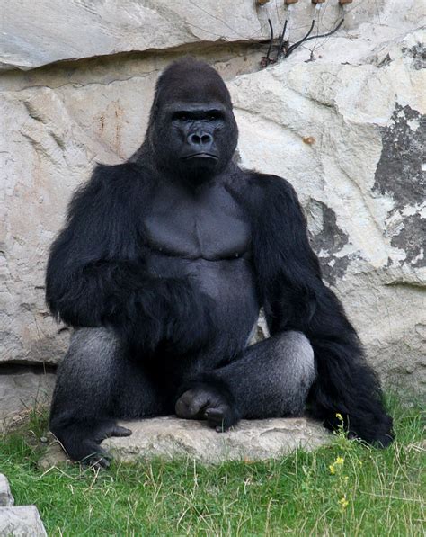 This image mainly shows the body and the arms of the gorilla, which ...