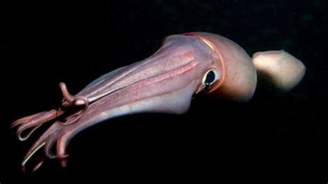 Humboldt squid's impressive dives - BBC News