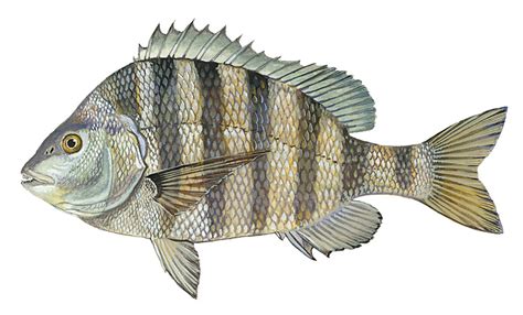 Sheepshead - Delaware Fish Facts