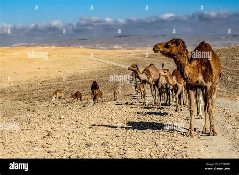 Desert Agriculture A heard of camels Photographed in the Negev Desert, Israel Stock Photo - Alamy