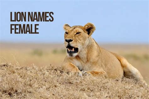 Lion Names 325+ TOP & BEST & Amazing Lion Names - PetShoper