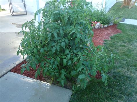 Beefsteak tomato plant grown from seed | Natural garden, Growing food, Planting bulbs