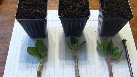 Jade Plant Cuttings - YouTube