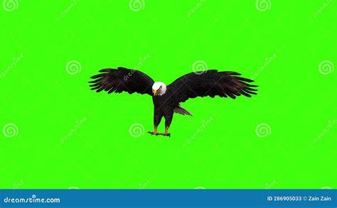 3D Bald American Eagle Flying Land Animation on Green Screen, Bald ...