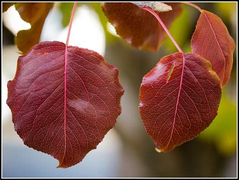 The Many Colors of One Tree's Leaves [1] | Callery Pear (Pyr… | Flickr