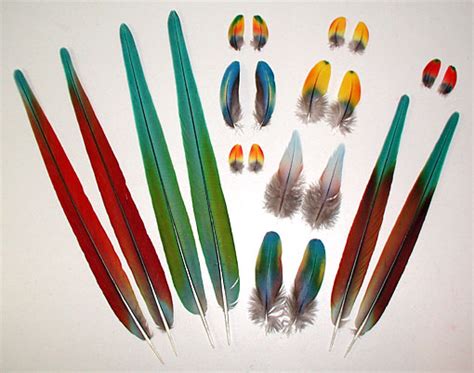 Feather Shop - Macaw Feathers