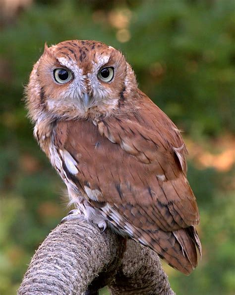 Who Hoots? A Live Interpretive Program on Owls, Saturday, January 24 ...