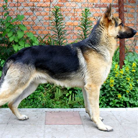 Are Eastern European Shepherd Dogs Rare