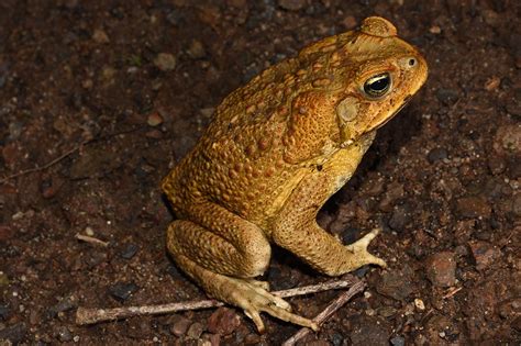 Cane Toad - The Australian Museum