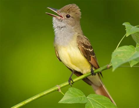 Great Crested Flycatcher Facts, Habitat, Diet, Life Cycle, Baby, Pictures