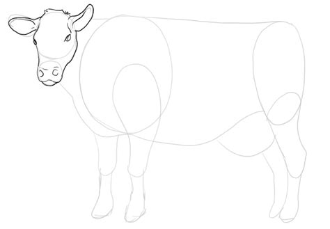 Cow Drawing 101: A Simple 5-Step Guide [Video + Images]