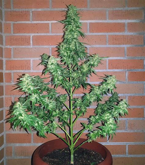 Buy Buddha Magnum Auto feminized seeds by Buddha Seeds - Herbies