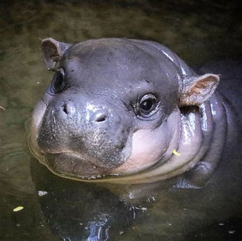 Baby hippo (cutest thing ever) : r/zoology