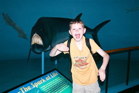 Fossils: Learn About Paleontology in Kansas with Kids – Albany Kid