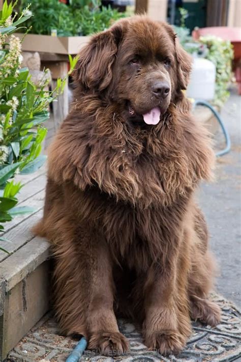 Brown Newfoundland Dog Sitting http://www.poochportal.com/ | Large dog breeds, Brown ...