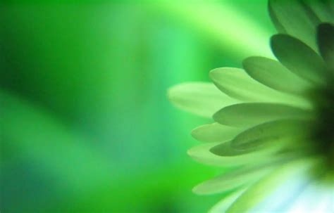 Green Flowers Wallpapers - Movie HD Wallpapers