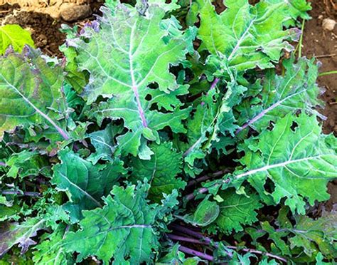 Crazy Good Organic Kale | Garden of Life