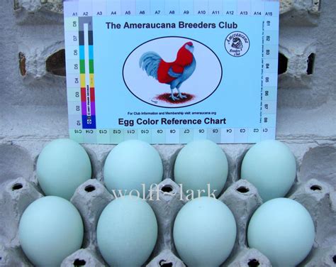 Ameraucana Egg Color Chart