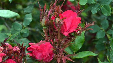 Rose Rosette Illness: Identification, Prevention & Remedy - naturery.net