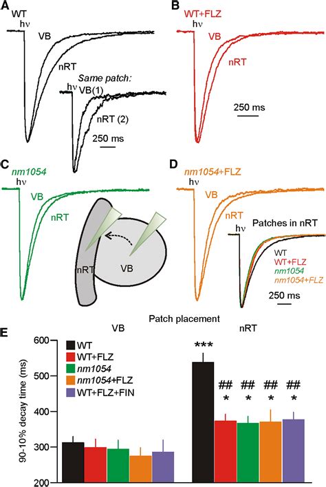 Endogenous Positive Allosteric Modulation of GABAA Receptors by Diazepam binding inhibitor: Neuron