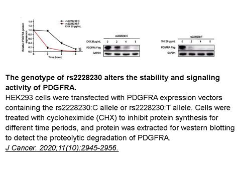 APExBIO - Cycloheximide|Antibiotic,inhibiter of protein synthesis in eukaryotes|CAS# 66-81-9