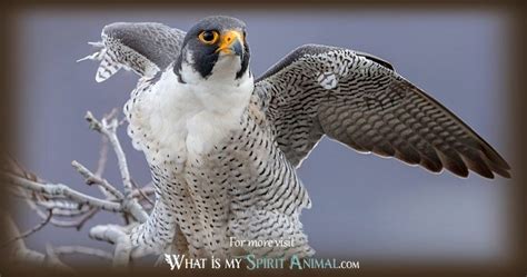 Falcon Symbolism & Meaning | Spirit, Totem & Power Animal