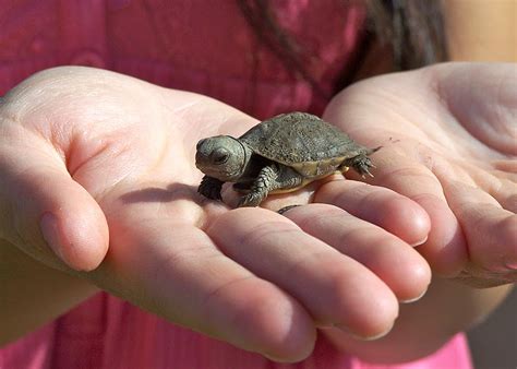 Food for Hunters: Baby Turtles and Humboldt Squid