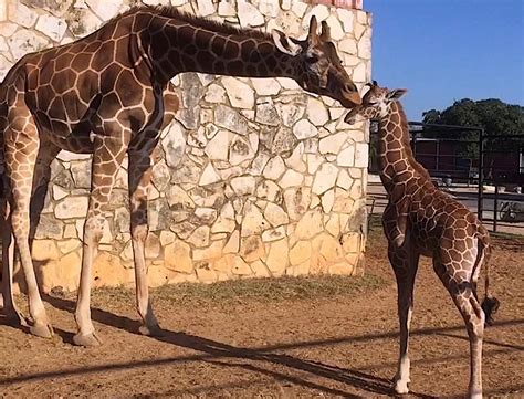 Natural Bridge Wildlife Ranch reopens drive-thru safari this weekend with restrictions