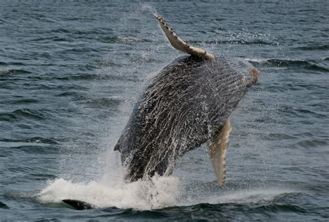 Marine Life Pictures-Humpback whale breaching