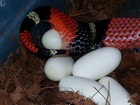 Tricolor hognose laying eggs | Beautiful snakes, Egg laying, Tri color