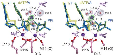 The 3 rd Mg 2+ ion in hPol η catalysis. A stereo view of the three ...