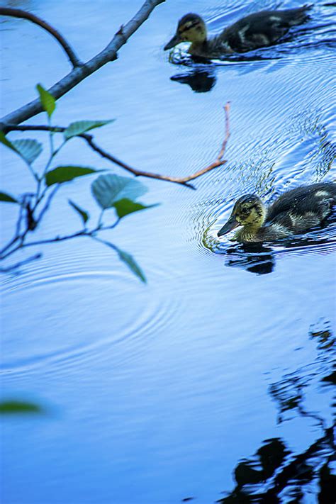 Small Baby Ducks On Pond Of Blue Water Photograph by Taya Johnston