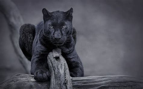 Black Panther 4k Wallpaper Order Sales, Save 40% | jlcatj.gob.mx