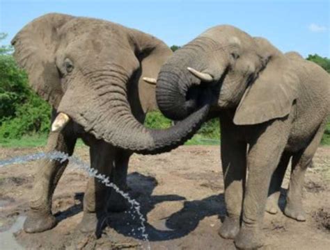 Elephant Sanctuary Sanctuary Experience | GetYourGuide